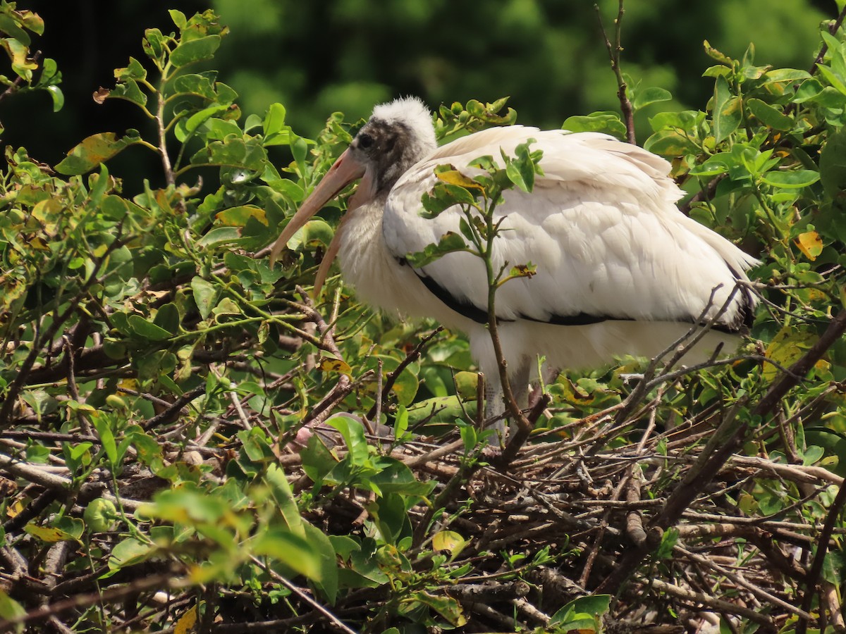 Wood Stork - ML638950743