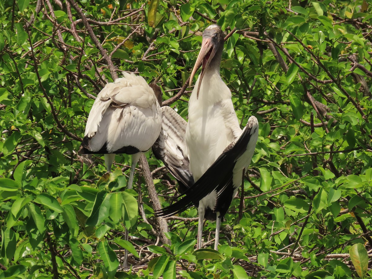 Wood Stork - ML638950744