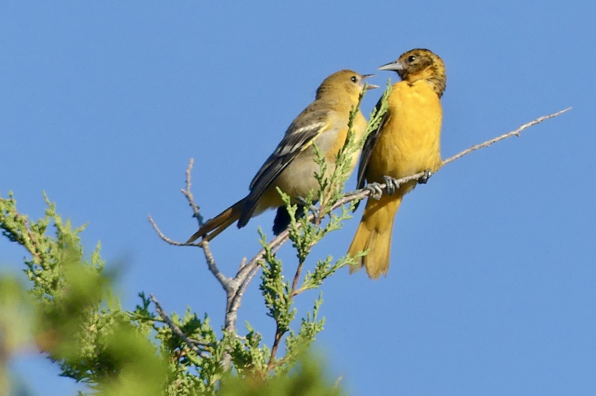 Baltimore Oriole - ML638950747