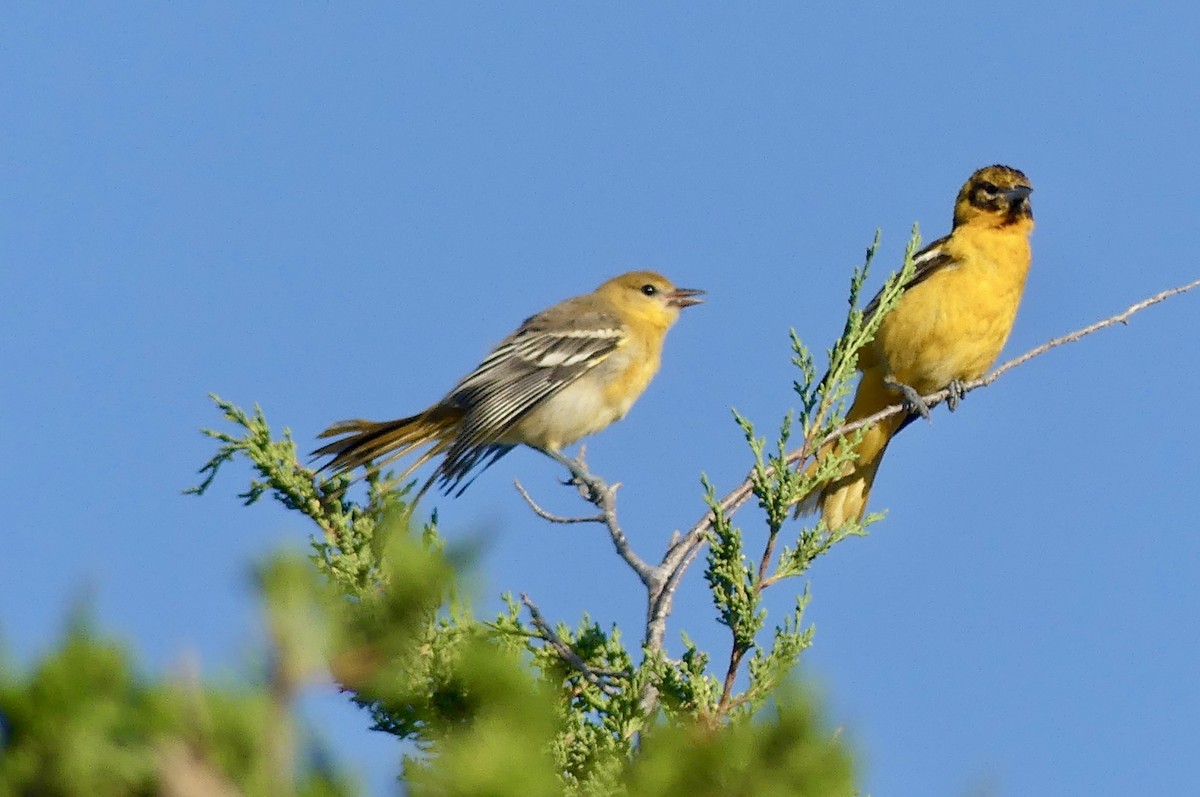 Baltimore Oriole - ML638950748