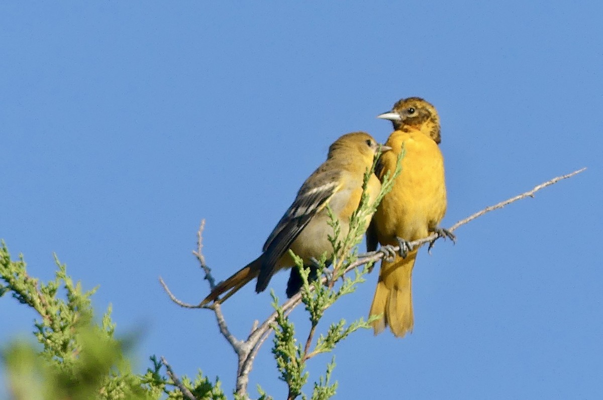 Baltimore Oriole - ML638950749