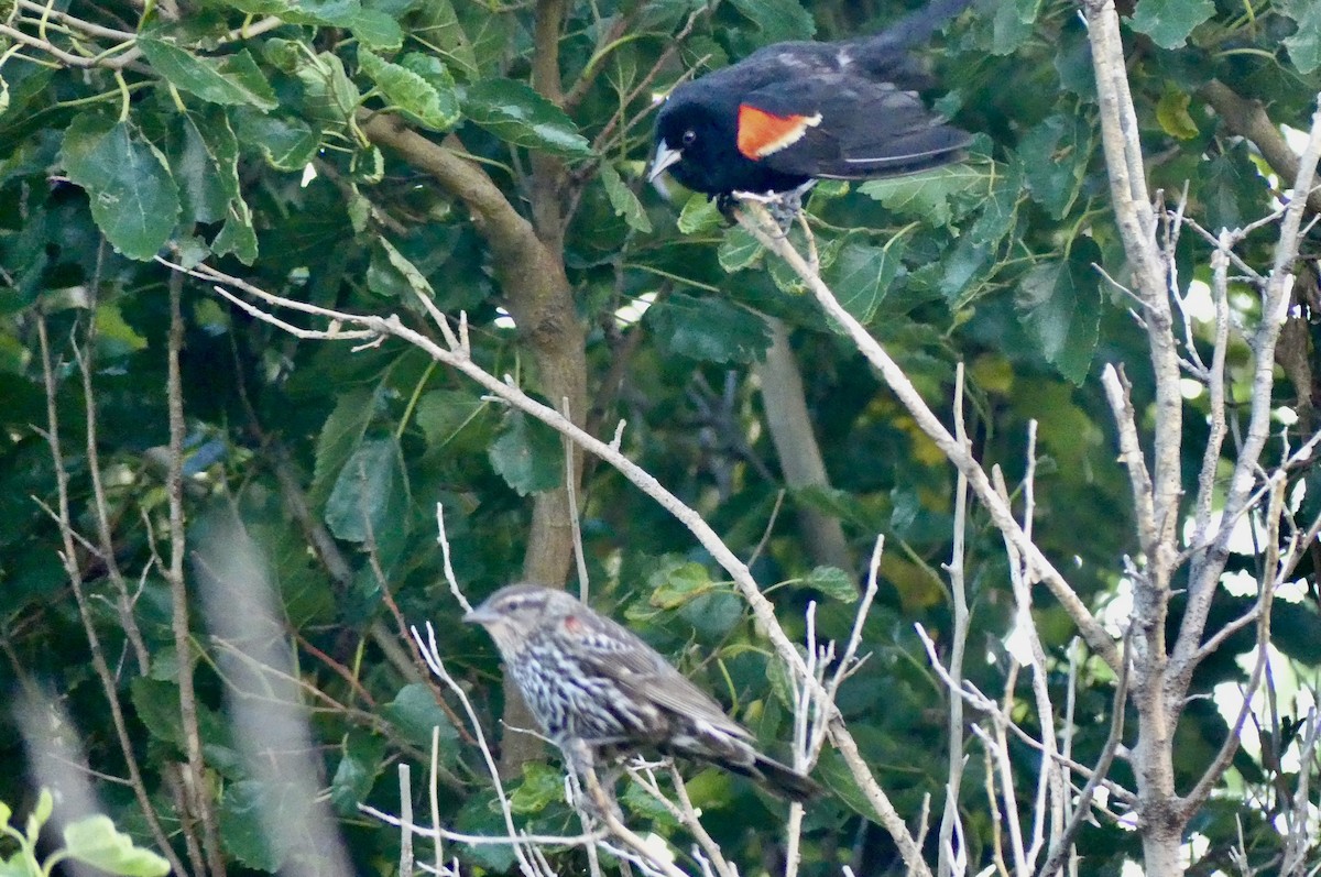 Red-winged Blackbird - ML638950770