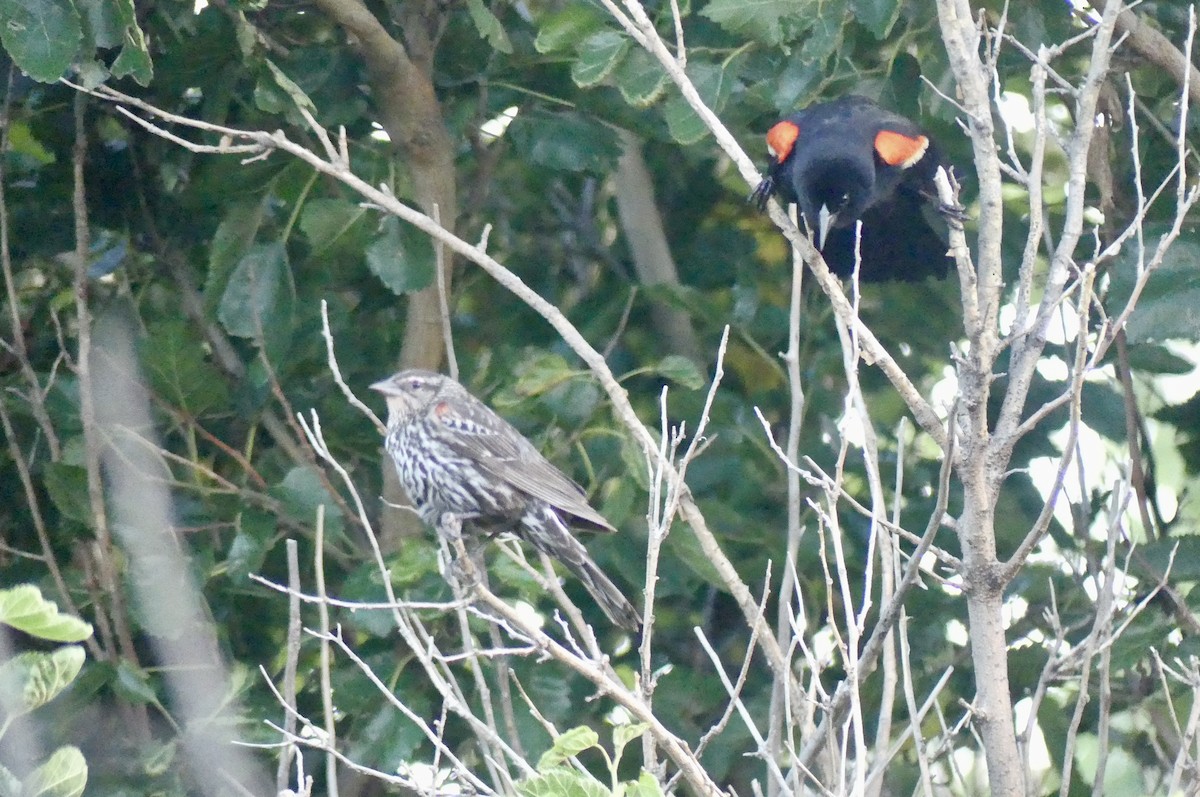 Red-winged Blackbird - ML638950771