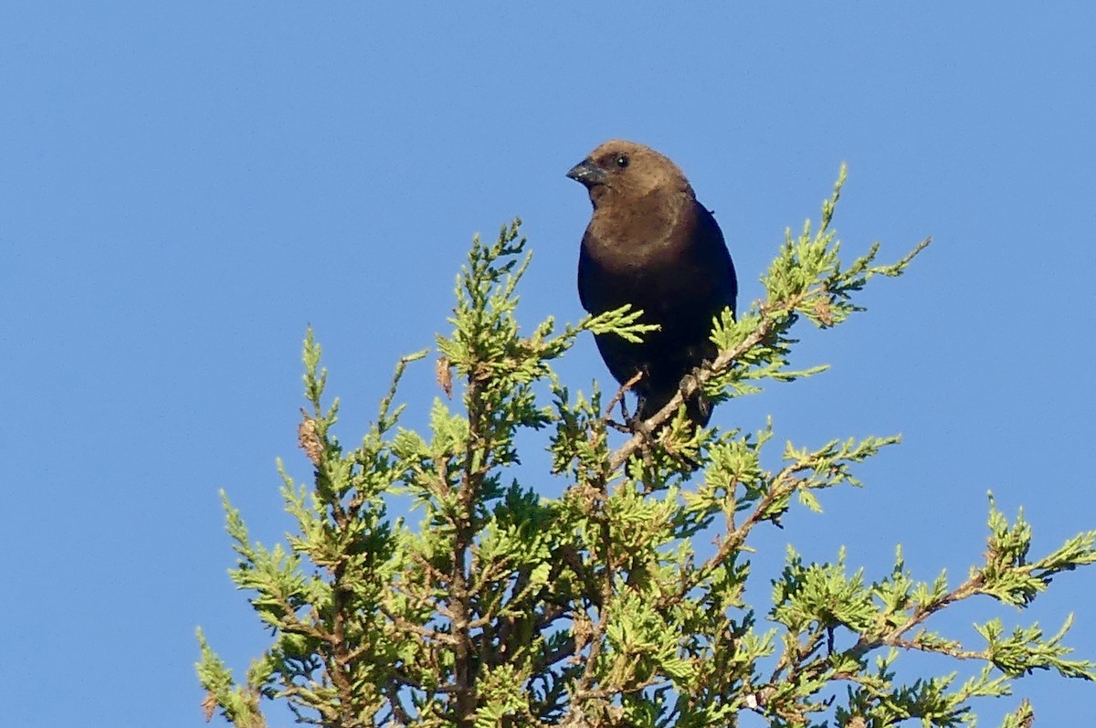 Brown-headed Cowbird - ML638950801