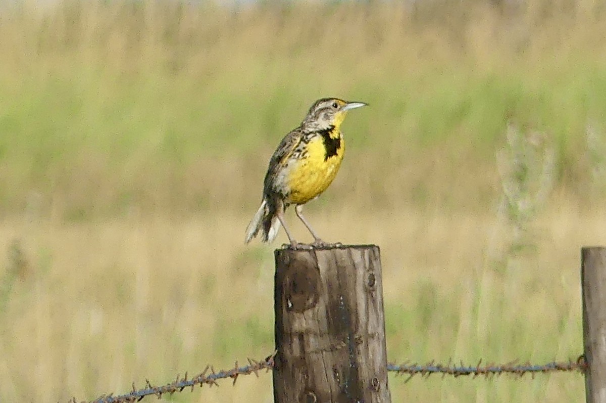 Western Meadowlark - ML638950844