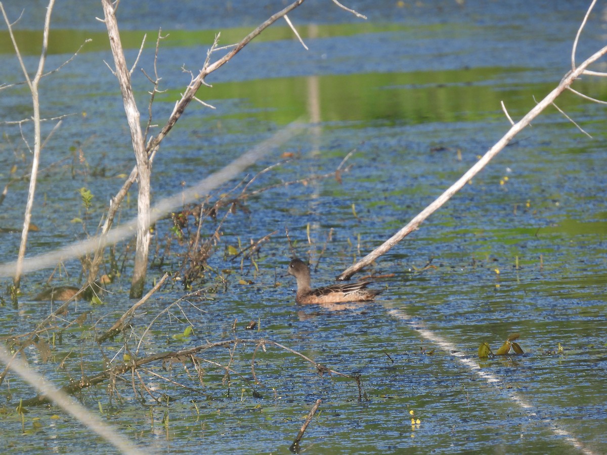 American Wigeon - ML638950849