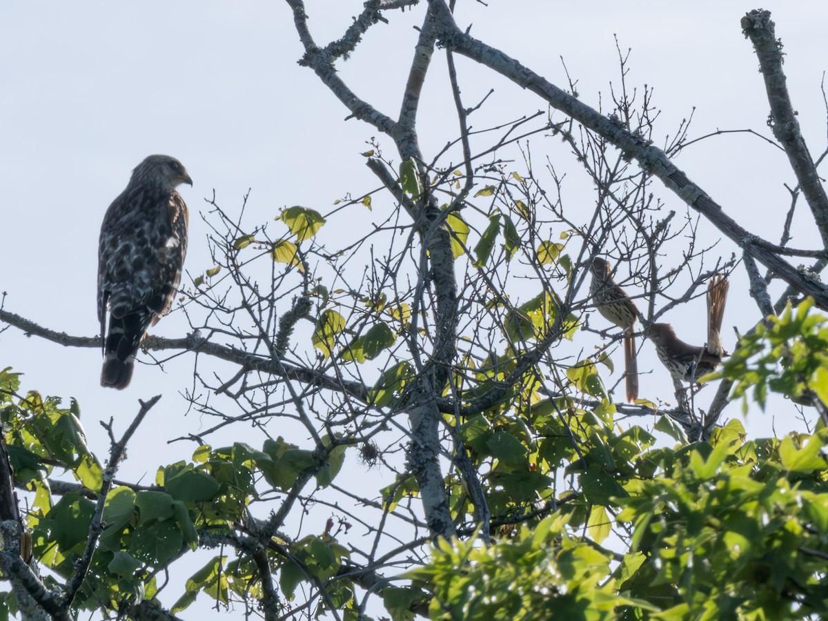 Brown Thrasher - ML638950852
