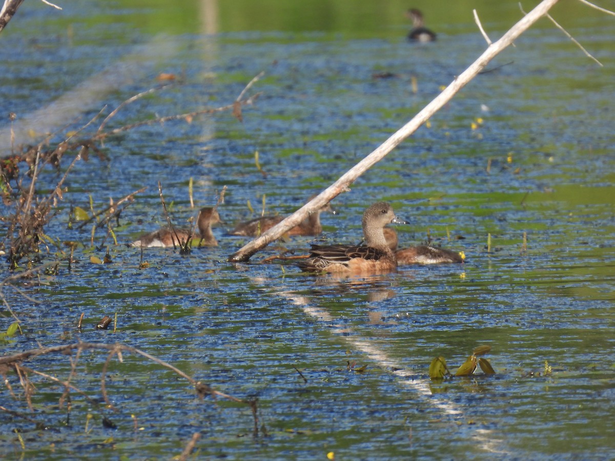 American Wigeon - ML638950855
