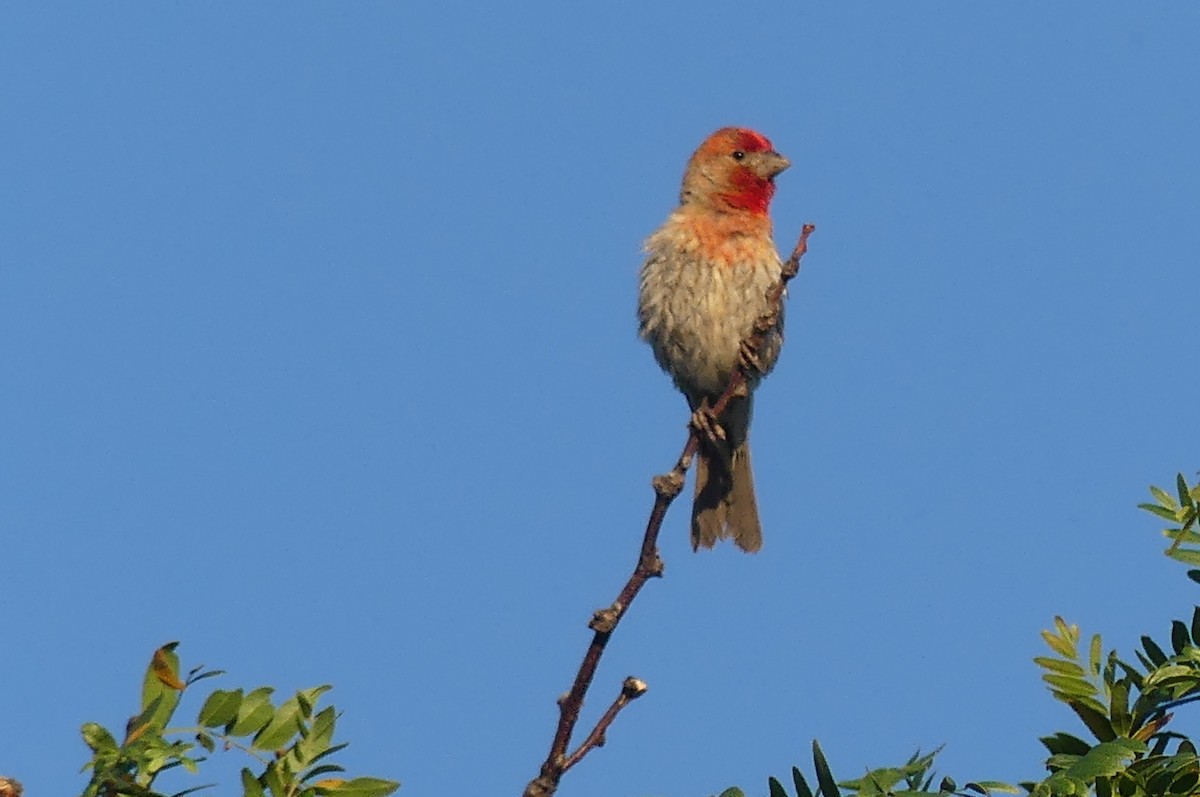 House Finch - ML638950866