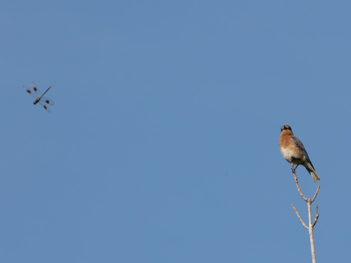 Eastern Bluebird - ML638950876