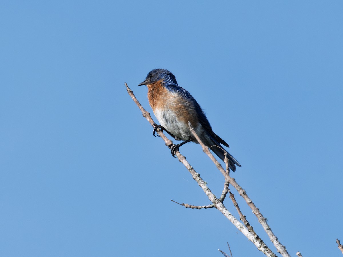 Eastern Bluebird - ML638950877