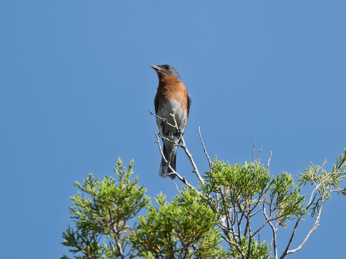 Eastern Bluebird - ML638950879