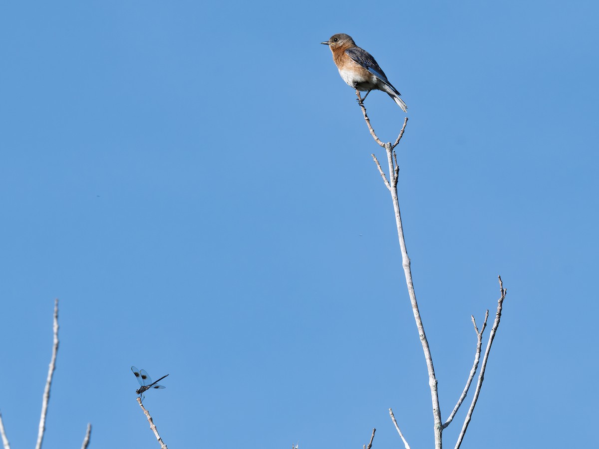 Eastern Bluebird - ML638950880