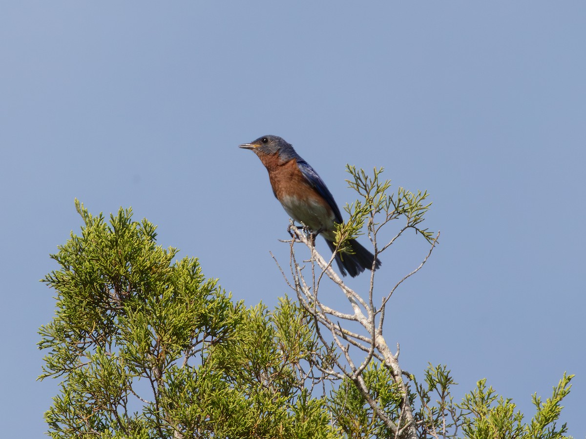 Eastern Bluebird - ML638950881