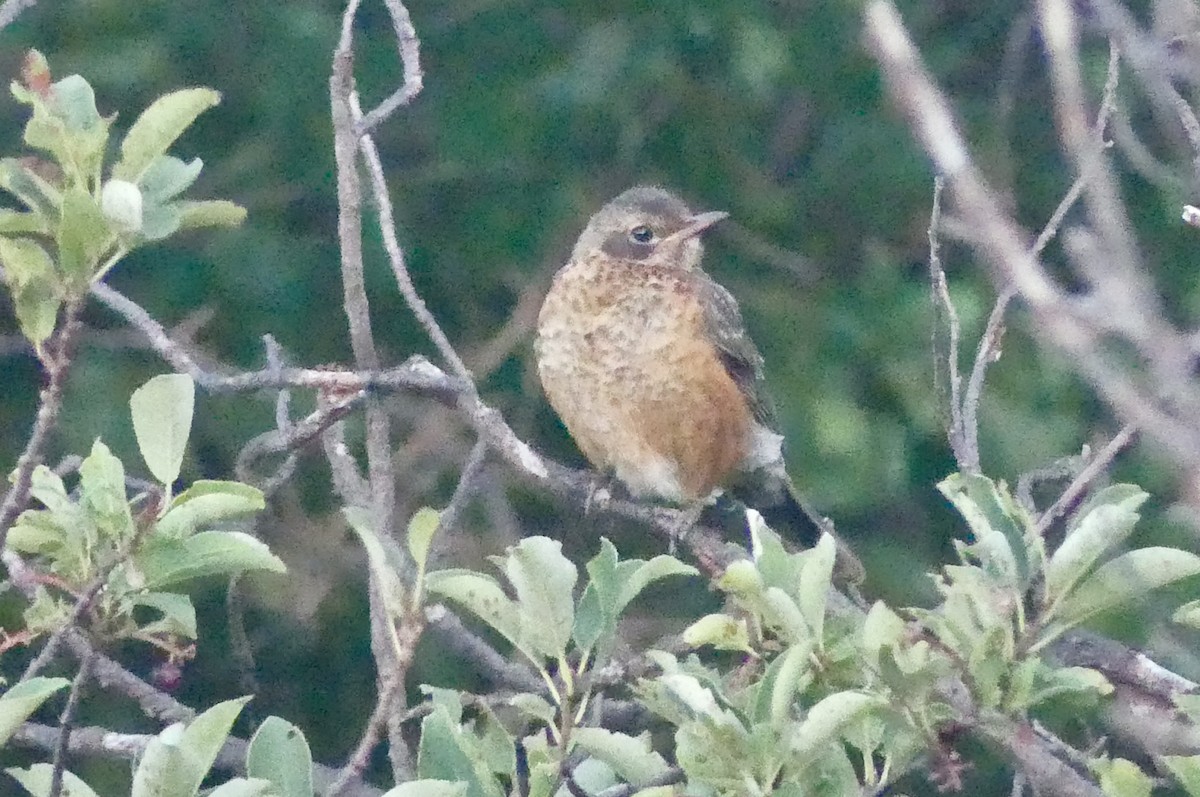 American Robin - ML638950899
