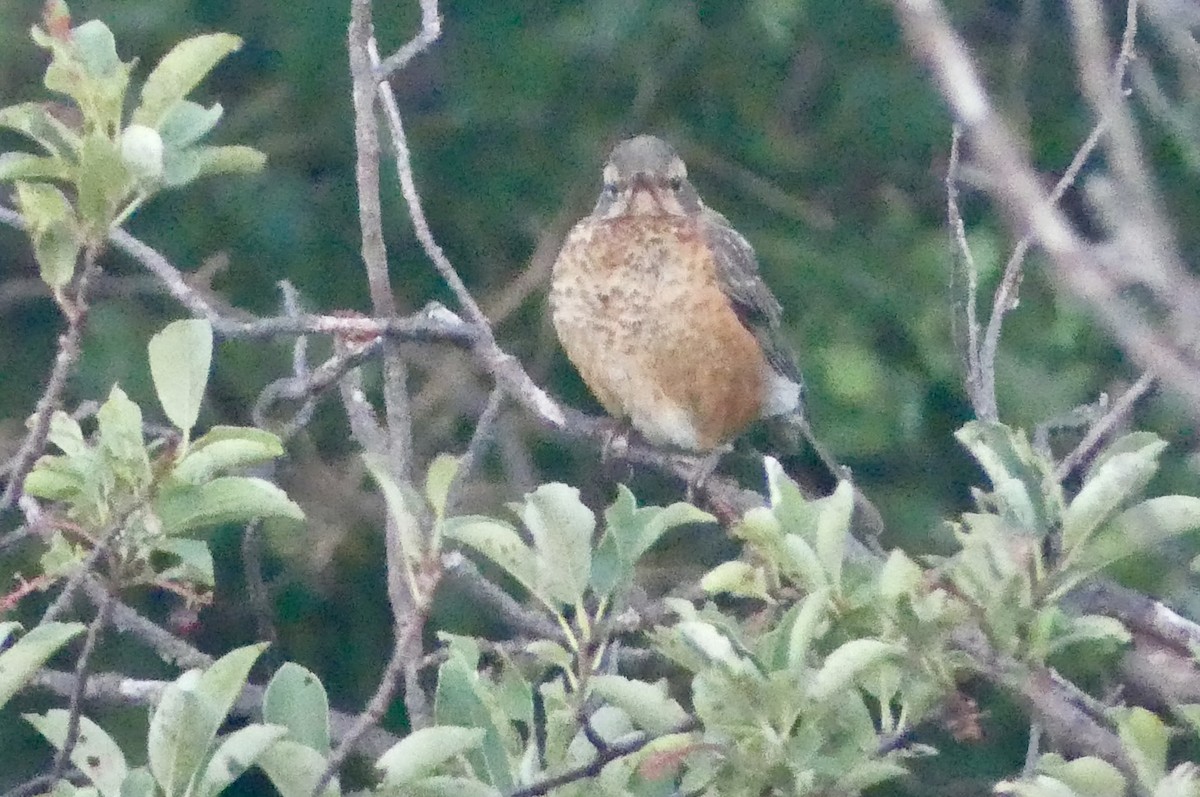American Robin - ML638950900