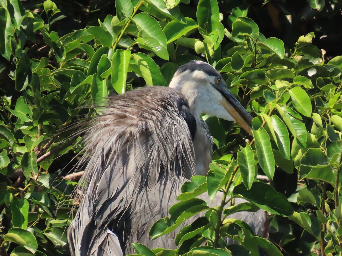 Great Blue Heron - ML638950931