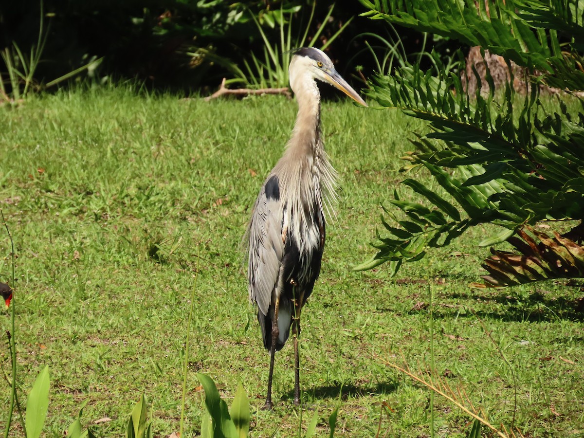 Great Blue Heron - ML638950932
