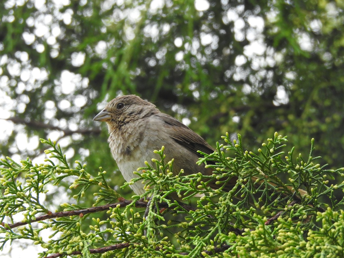 Canyon Towhee - ML638950933