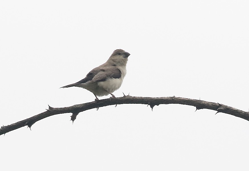 African Silverbill - ML638950936