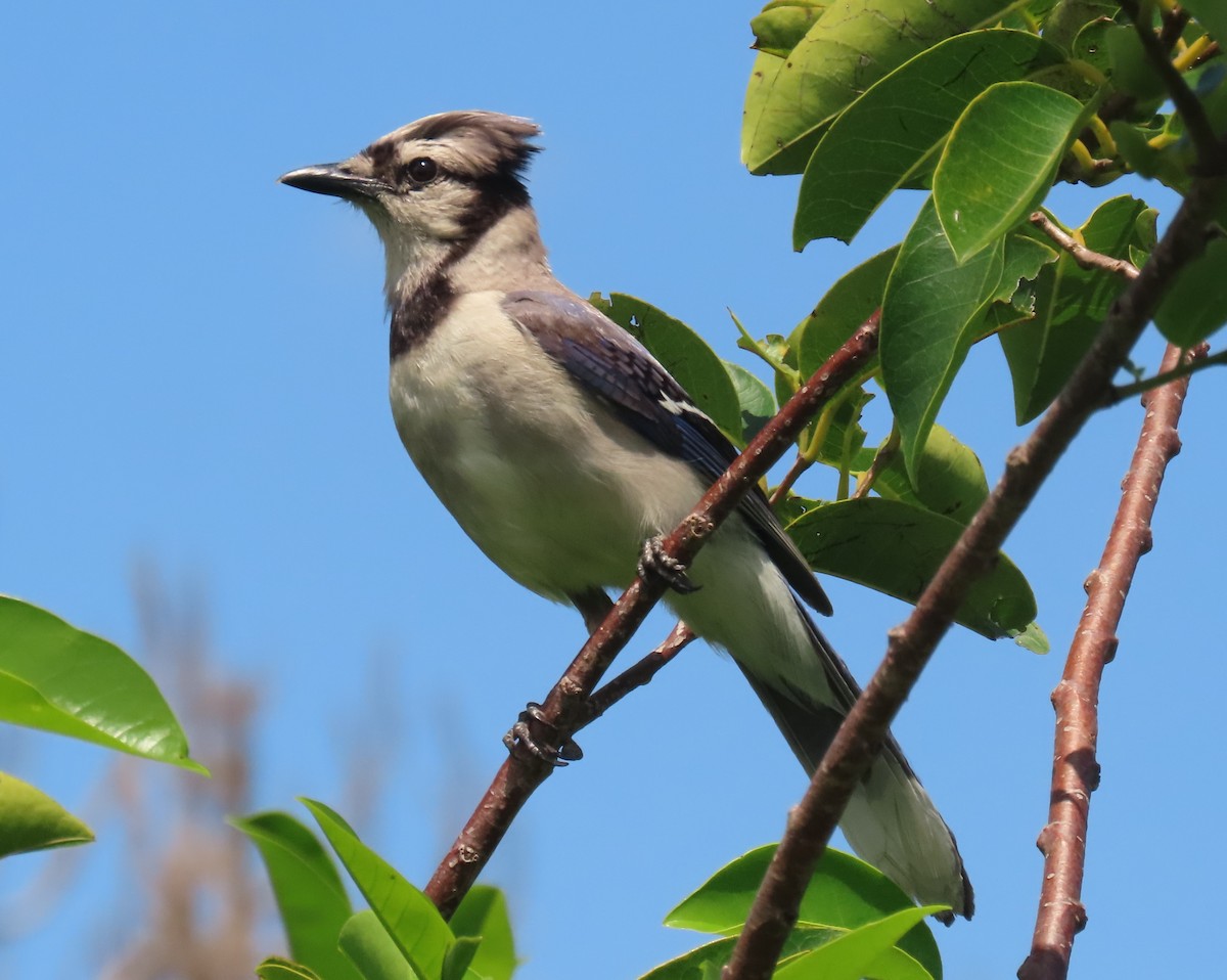 Blue Jay - ML638950941