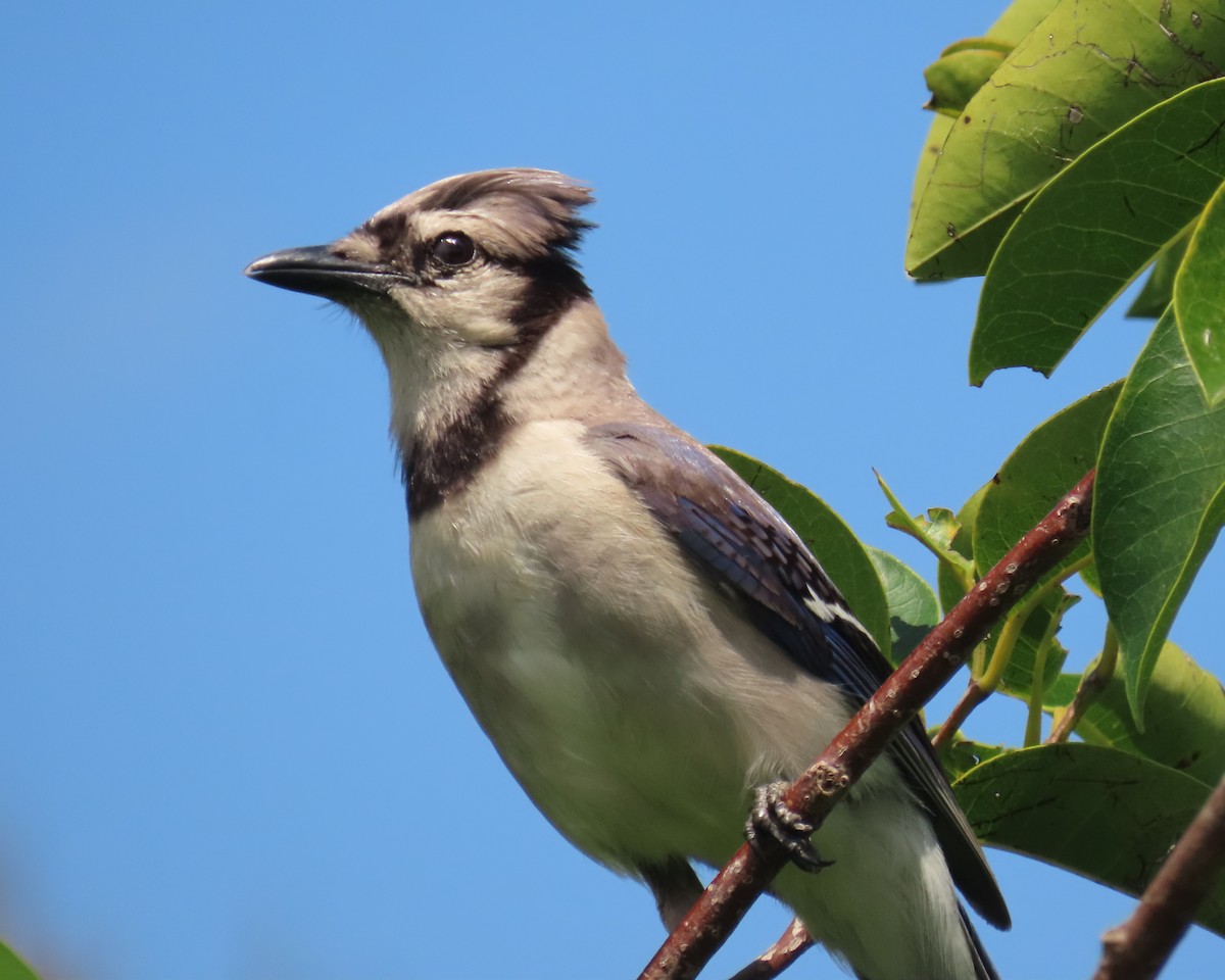 Blue Jay - ML638950942