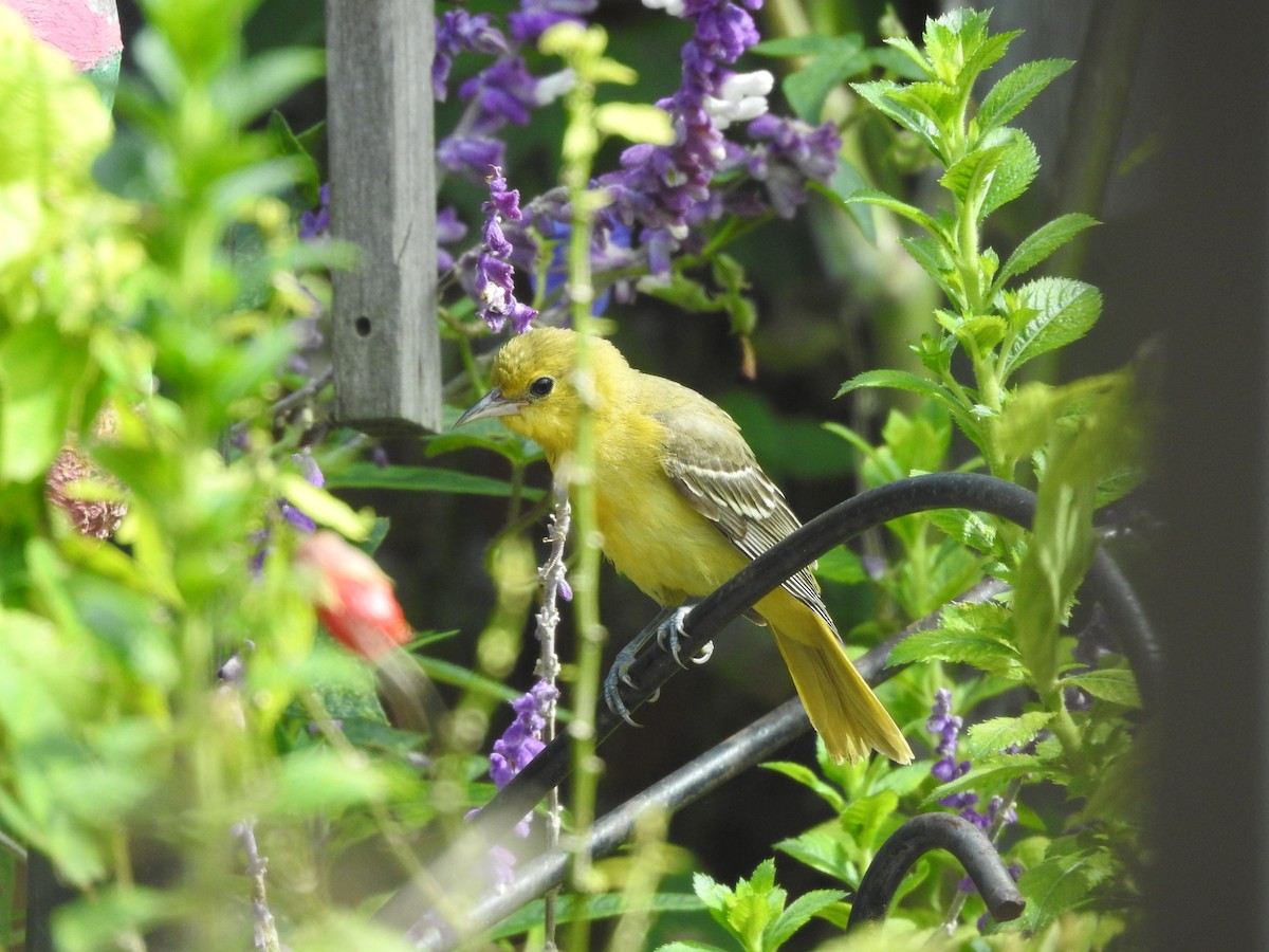 Orchard Oriole - ML638950947