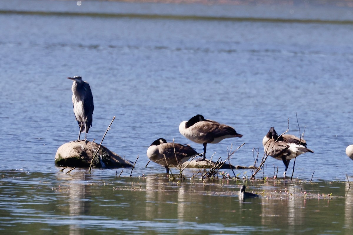 Great Blue Heron - ML638950961