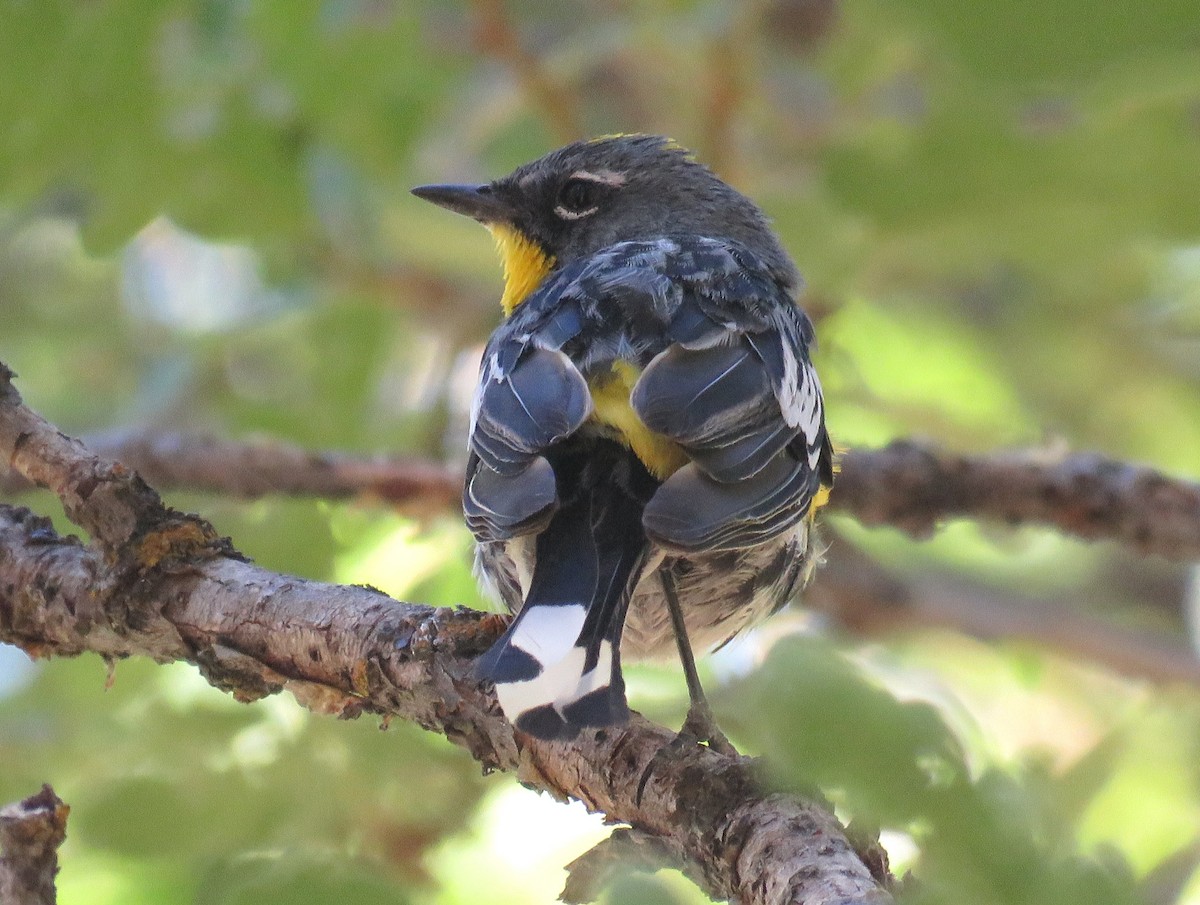 Yellow-rumped Warbler (Audubon's) - ML638950975