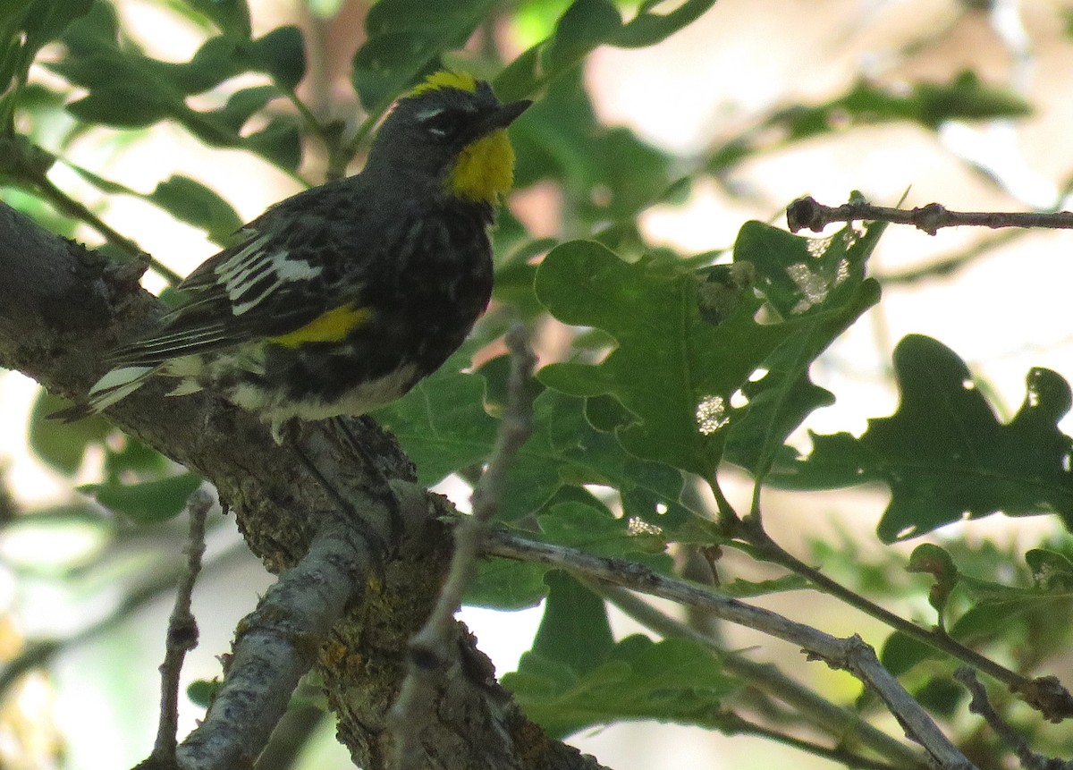 Yellow-rumped Warbler (Audubon's) - ML638950977