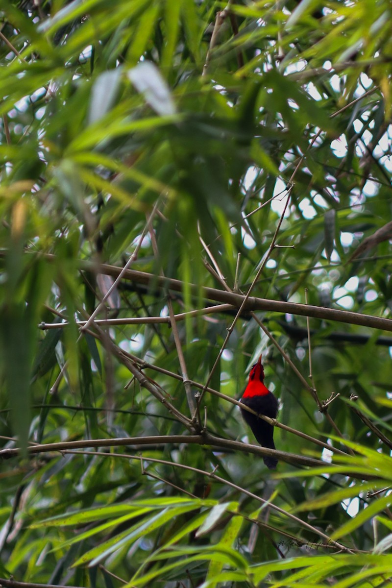 Magnificent Sunbird - ML638950985