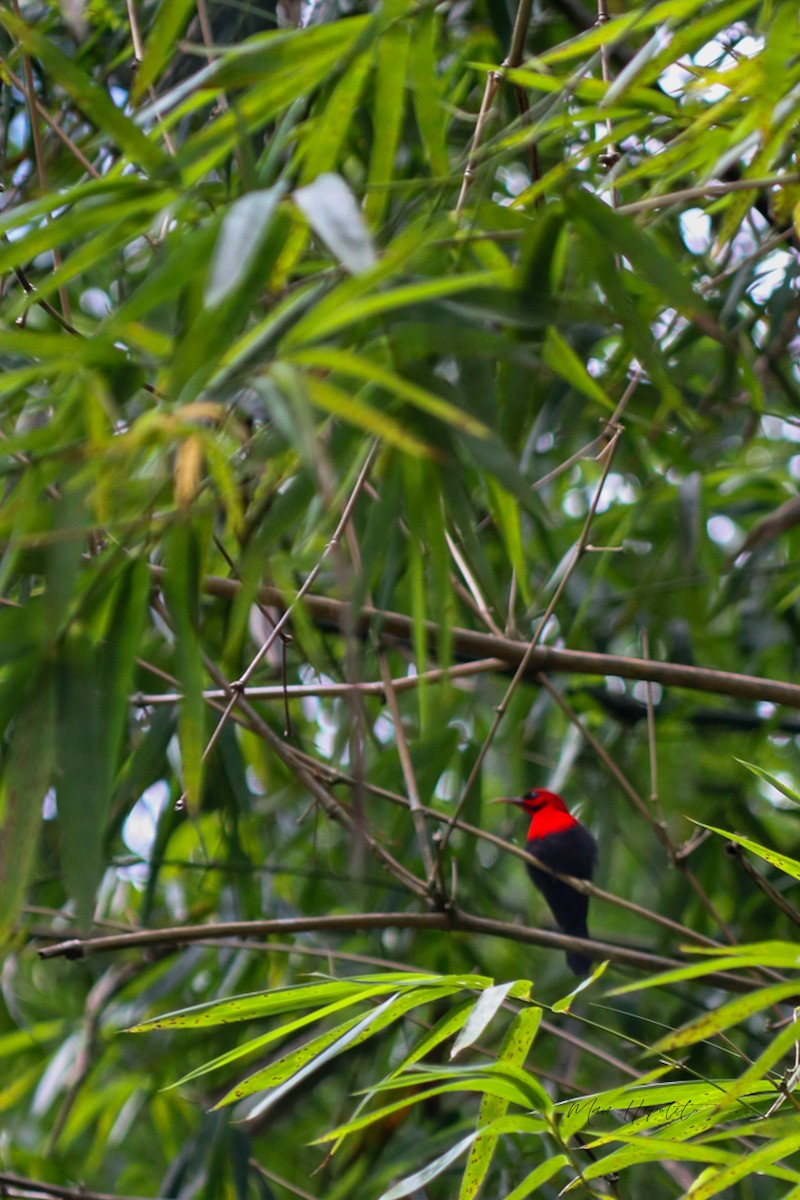 Magnificent Sunbird - ML638950986