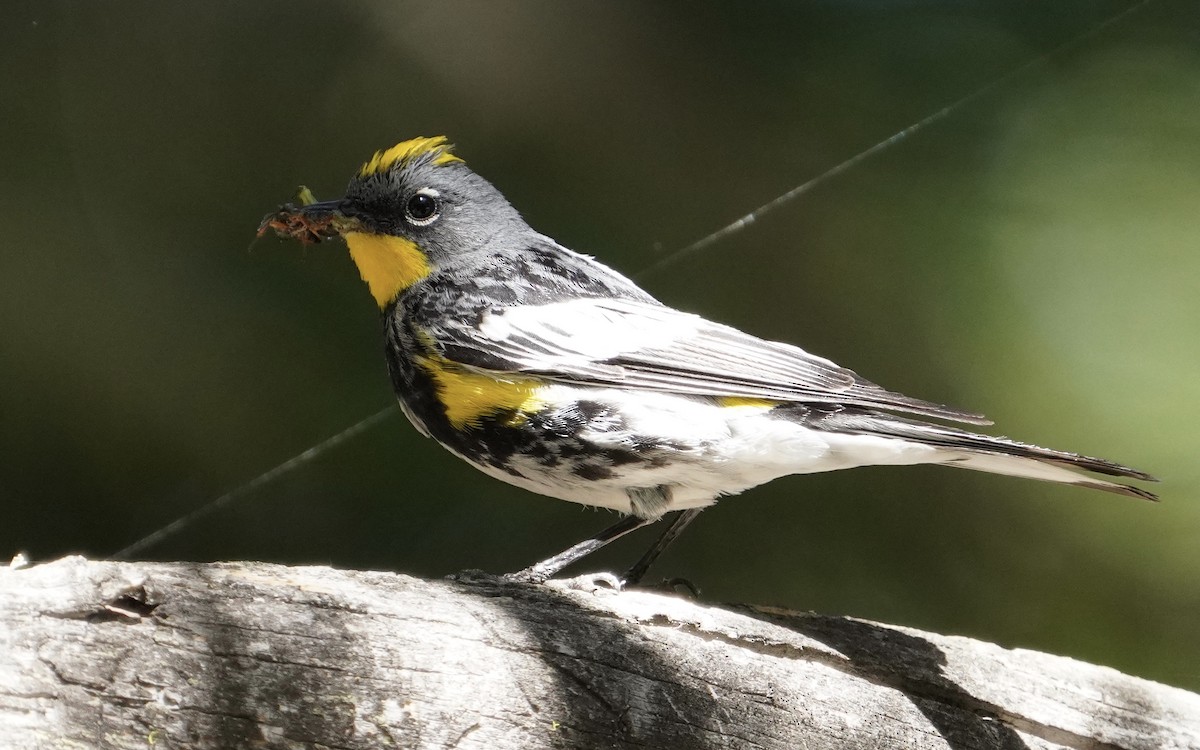 Yellow-rumped Warbler - ML638951046