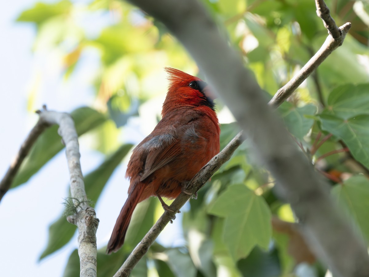 Cardinal rouge - ML638951051