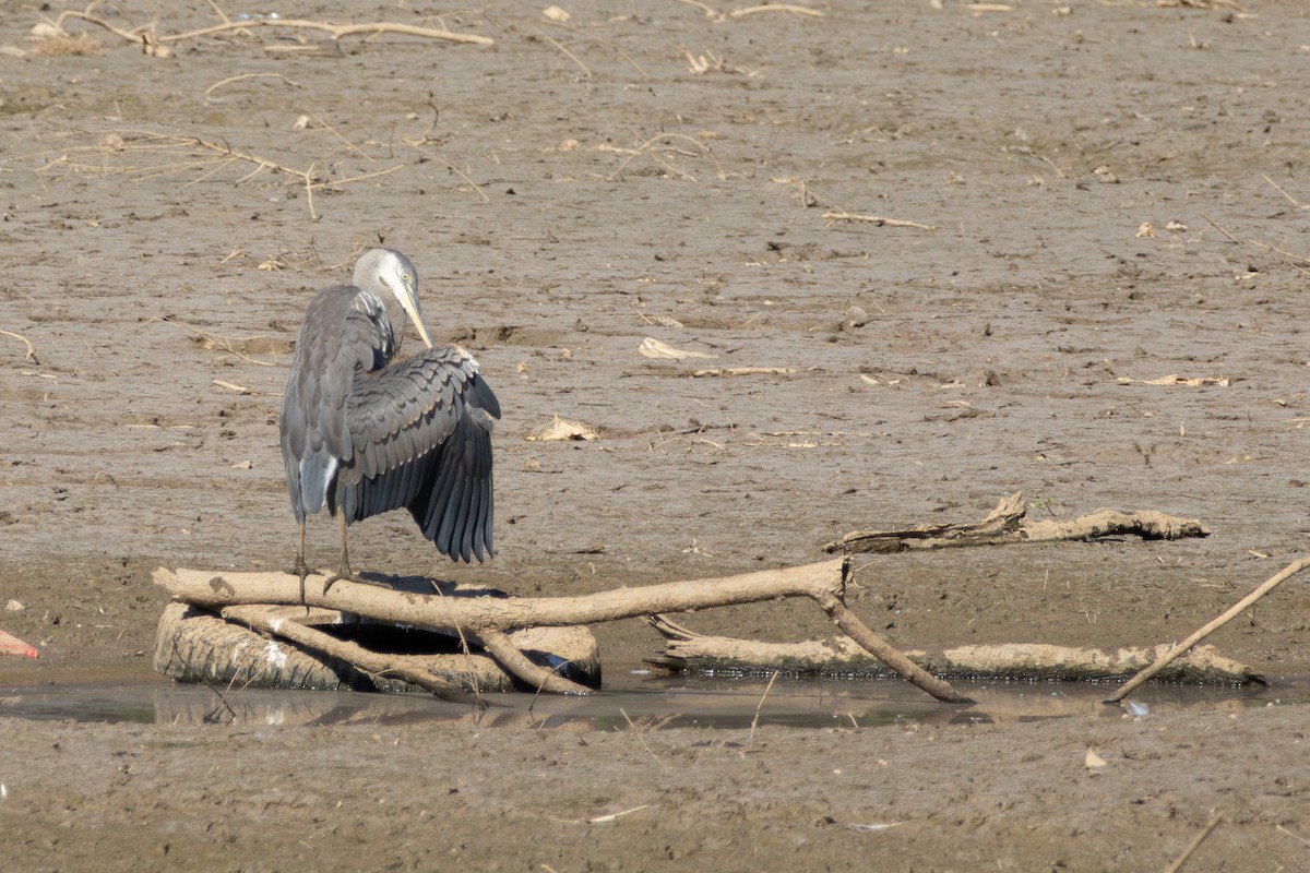 Great Blue Heron - ML638951054