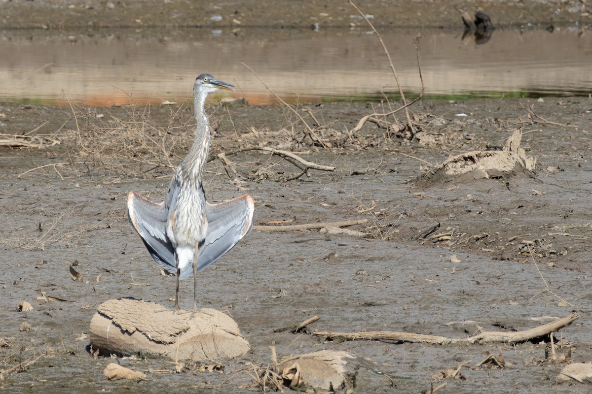 Great Blue Heron - ML638951070