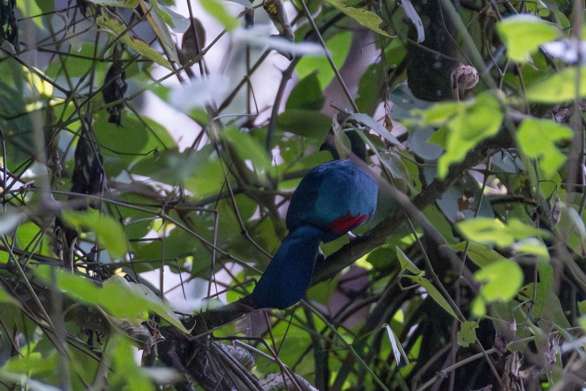 Rwenzori Turaco - ML638951075