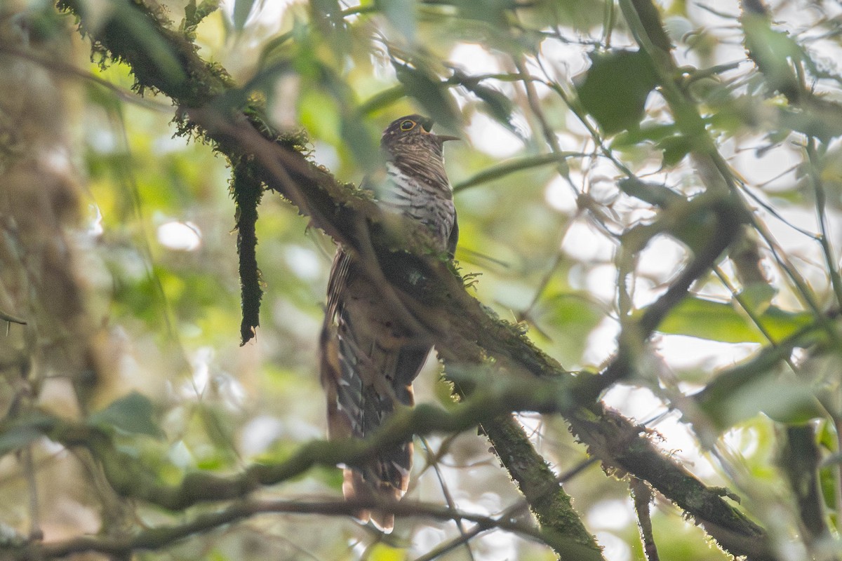 Barred Long-tailed Cuckoo - ML638951110