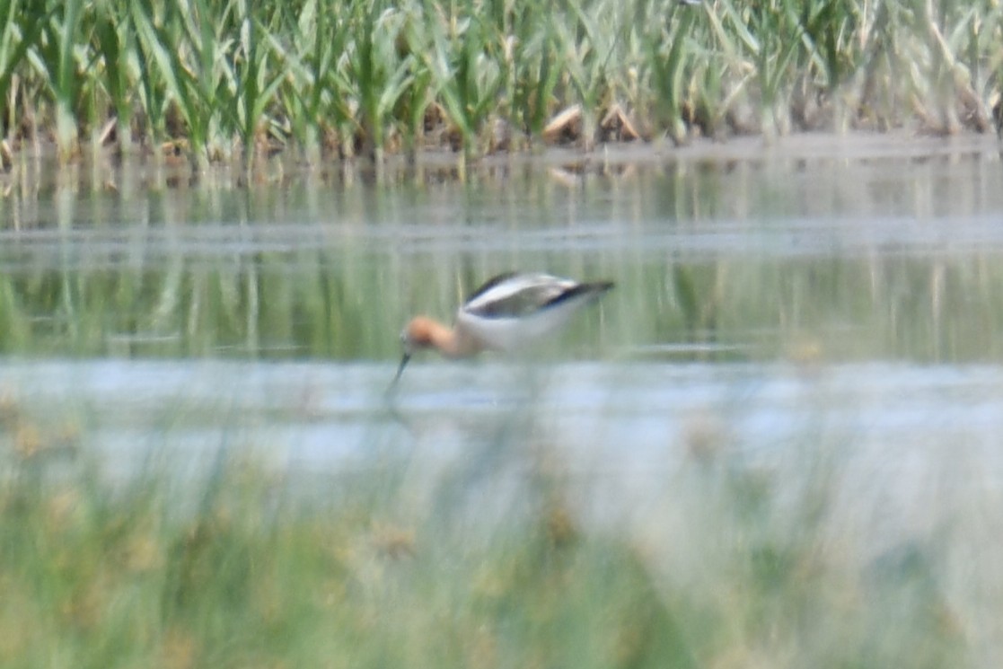 Avocette d'Amérique - ML638951113
