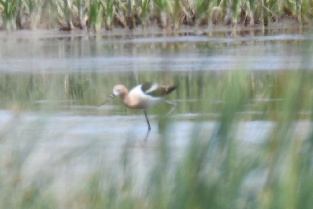 Avocette d'Amérique - ML638951114