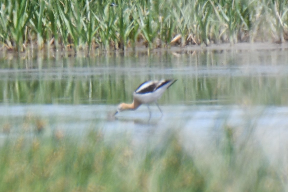 Avocette d'Amérique - ML638951115