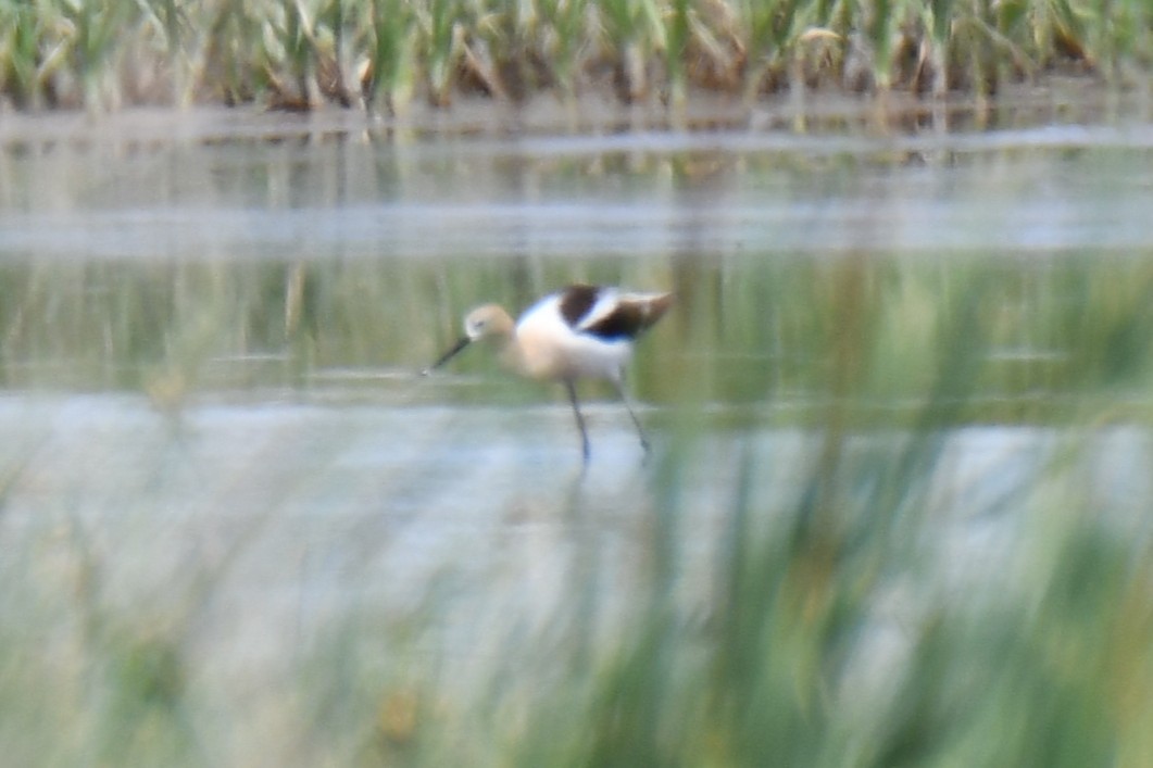 Avocette d'Amérique - ML638951118