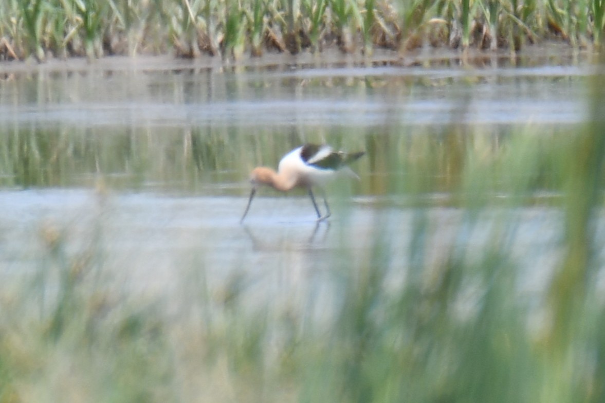 Avocette d'Amérique - ML638951119