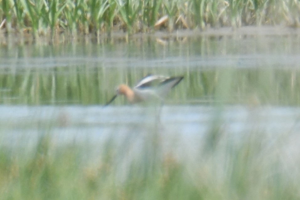 Avocette d'Amérique - ML638951121