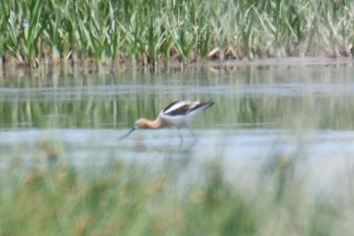 Avocette d'Amérique - ML638951122