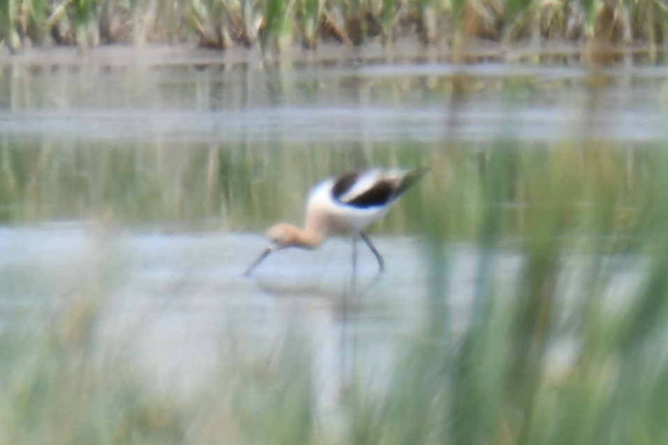 Avocette d'Amérique - ML638951123