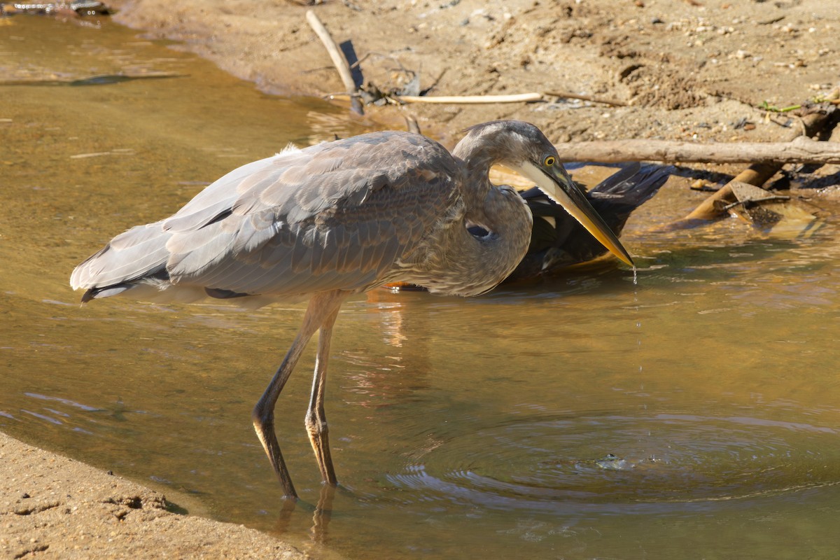 Great Blue Heron - ML638951126