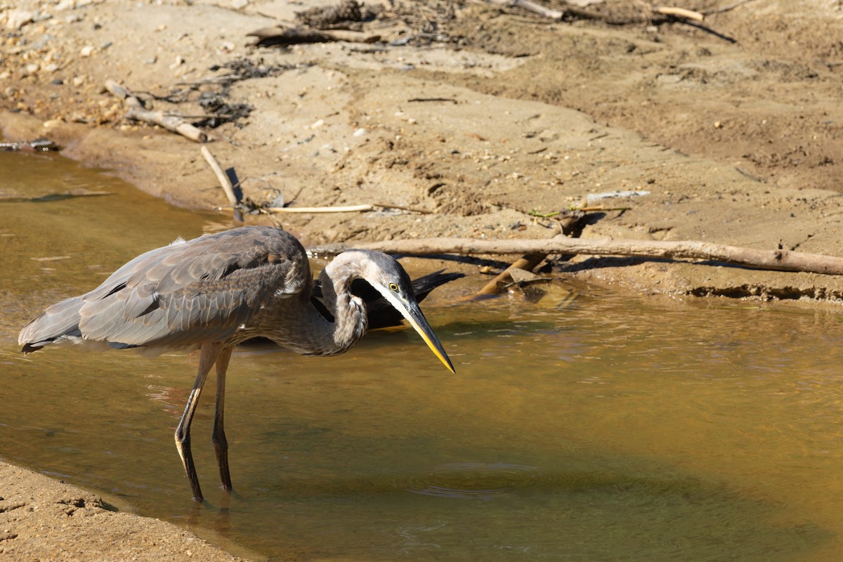 Great Blue Heron - ML638951127