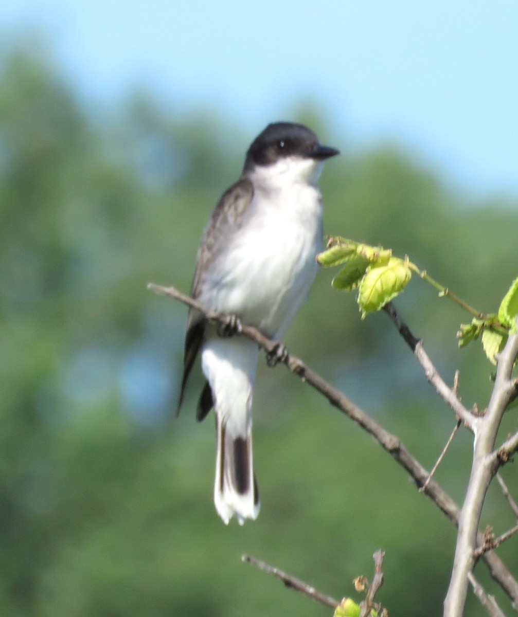 Eastern Kingbird - ML638951135