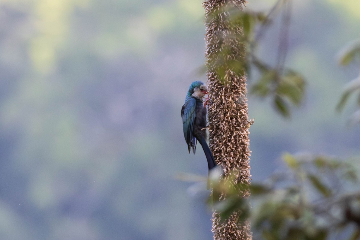 White-headed Woodhoopoe - ML638951139